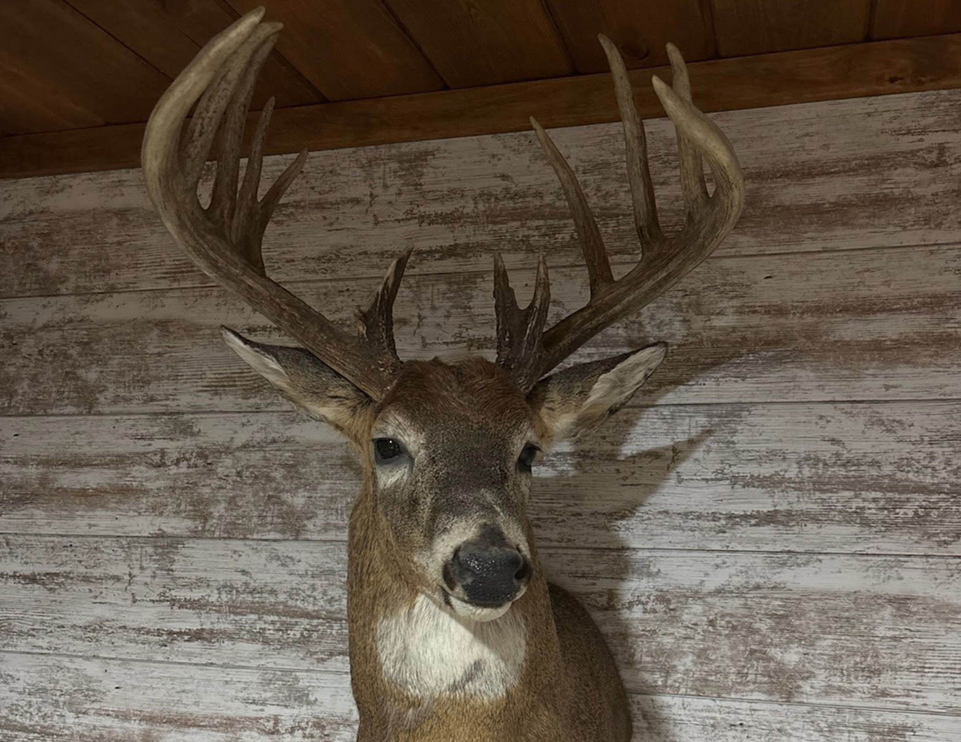 Listing Photo: 18159-Junk Buck Gaeta